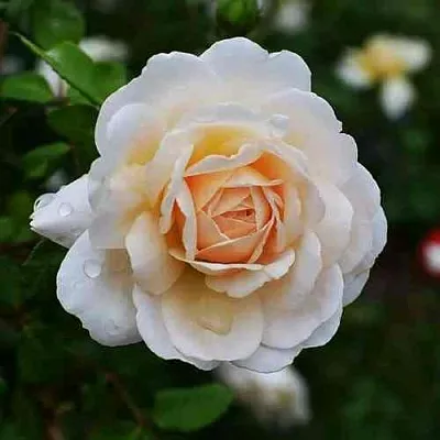 Саженцы роз КРОКУС РОУЗ английская  Саженцы роз КРОКУС РОУЗ английская в Истре