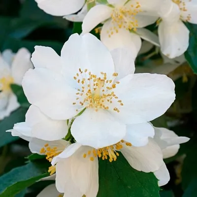 Жасмин ЮСТИНКА  Жасмин ЮСТИНКА в Истре