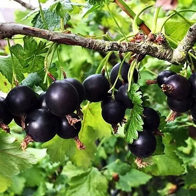 Йошта КРЫМСКАЯ  Йошта КРЫМСКАЯ в Истре