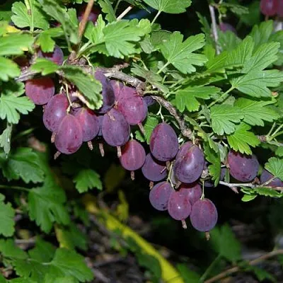 Крыжовник ГРУШЕНЬКА  Крыжовник ГРУШЕНЬКА в Истре