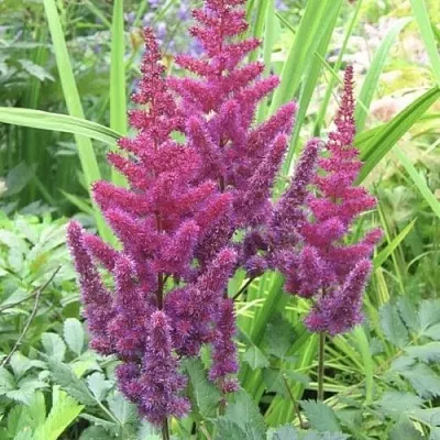 Астильба КАРАОКЕ ПАРТИ китайская в Истре