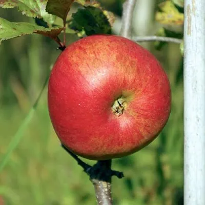 Яблоня ДЫЯМЕНТ в Истре