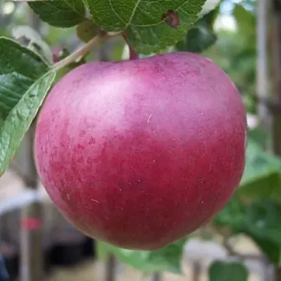 Яблоня НОРИС в Истре