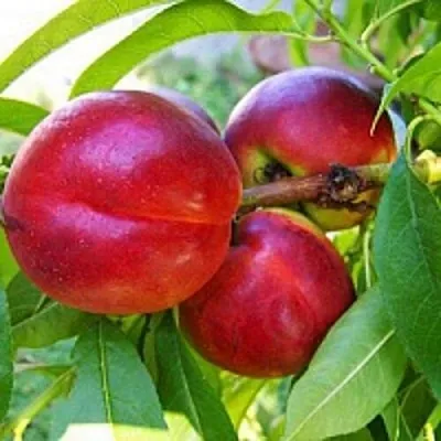 Нектарин  Нектарин в Истре