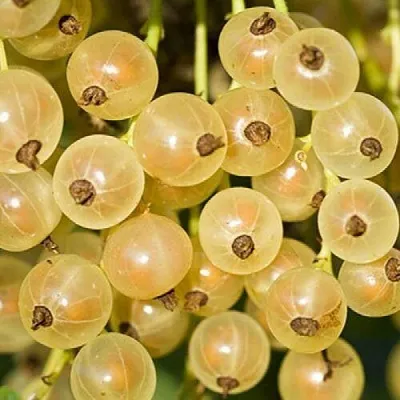 Смородина белая СМОЛЬЯНИНОВСКАЯ в Истре