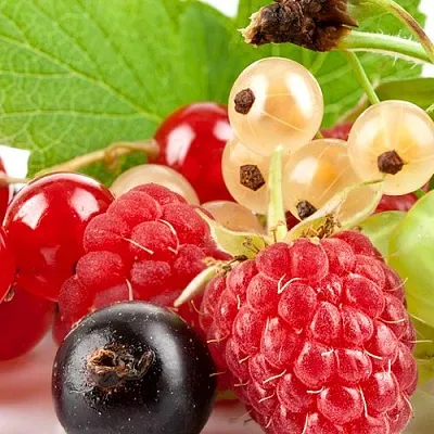 Плодовые кустарники в Истре