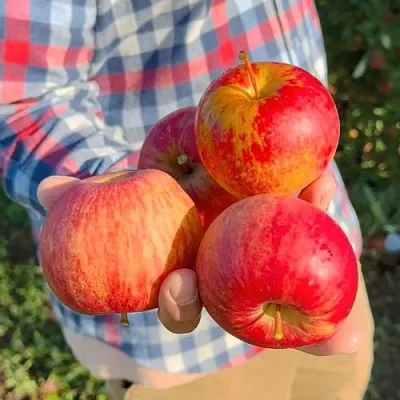 Яблоня КРАСАВИТА в Истре