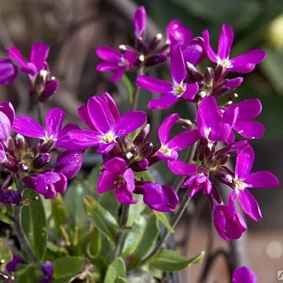 Арабис РОУЗ делайт в Истре