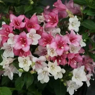 Вейгела КАРНАВАЛ  Вейгела КАРНАВАЛ в Истре