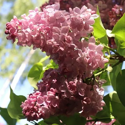 Сирень МЕДОВЫЙ СПАС  Сирень МЕДОВЫЙ СПАС в Истре