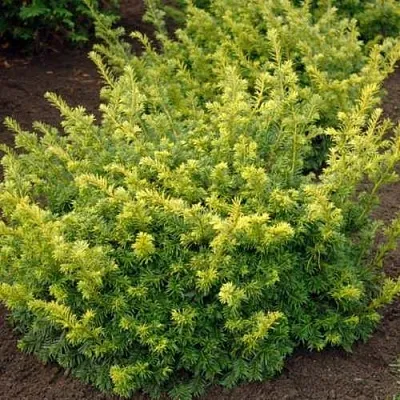 Тис ЭЛЕГАНТИССИМА ягодный  Тис ЭЛЕГАНТИССИМА ягодный в Истре