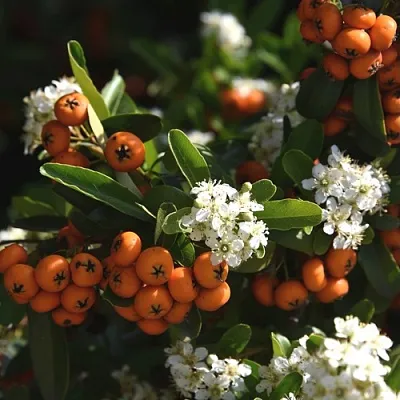 Пираканта в Истре