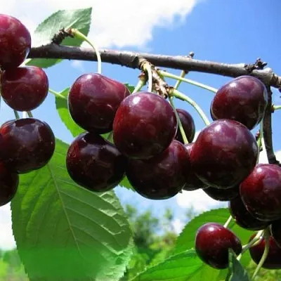 Дюк ЧУДО-ВИШНЯ  Дюк ЧУДО-ВИШНЯ в Истре