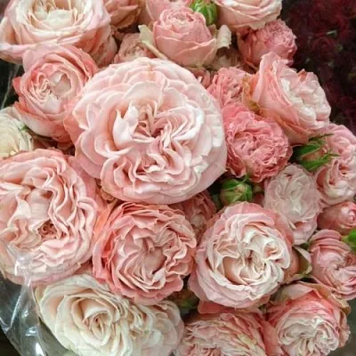 Саженцы роз МАДАМ БОМБАСТИК спрей  Саженцы роз МАДАМ БОМБАСТИК спрей в Истре