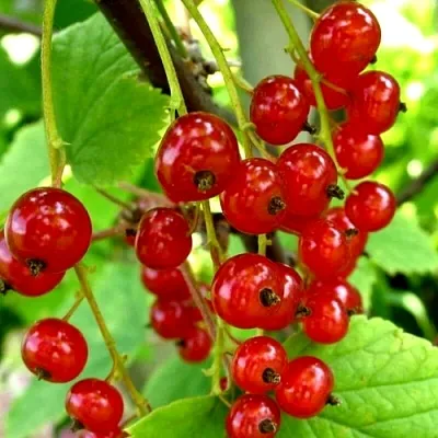 Смородина красная КОРАЛЛОВАЯ  Смородина красная КОРАЛЛОВАЯ в Истре