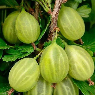 Крыжовник УРАЛЬСКИЙ ИЗУМРУД  Крыжовник УРАЛЬСКИЙ ИЗУМРУД в Истре