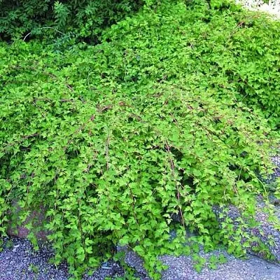 Стефанандра в Истре