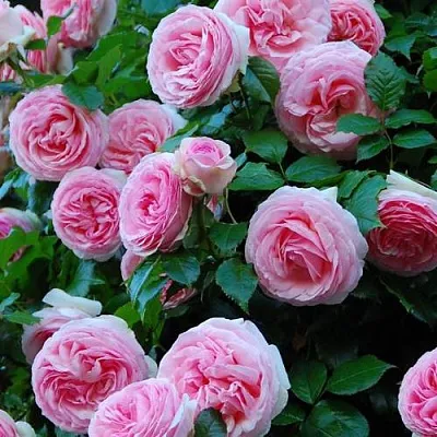 Саженцы роз ПЬЕР ДЕ РОНСАР плетистая  Саженцы роз ПЬЕР ДЕ РОНСАР плетистая в Истре