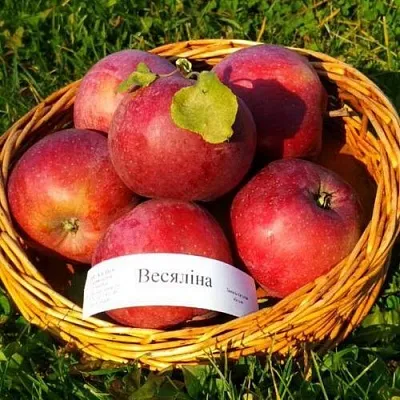 Яблоня ВЕСЯЛИНА в Истре