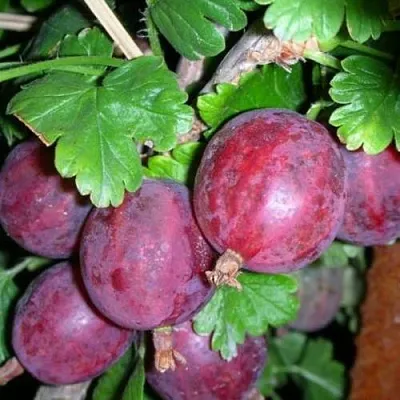 Крыжовник КОЛОБОК  Крыжовник КОЛОБОК в Истре