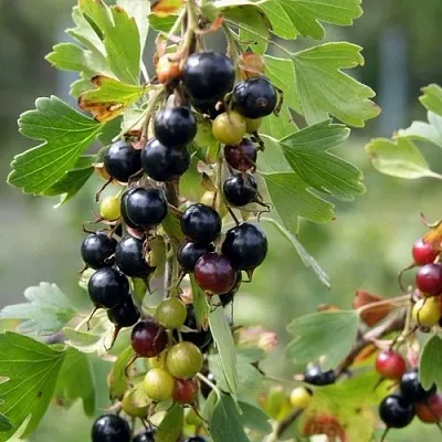 Смородина золотистая ПЛОТНОМЯСАЯ  Смородина золотистая ПЛОТНОМЯСАЯ в Истре