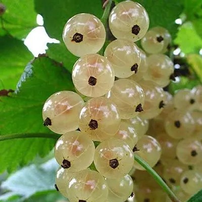 Смородина белая ЮТЕРБОРГСКАЯ  Смородина белая ЮТЕРБОРГСКАЯ в Истре