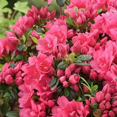 Азалия в Истре