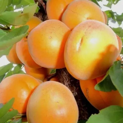 Абрикос ДЕСЕРТНЫЙ — описание сорта Абрикос ДЕСЕРТНЫЙ в Истре