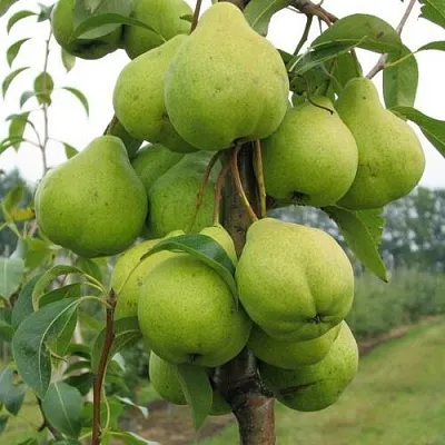 Груша ДЕКОР колонновидная в Истре