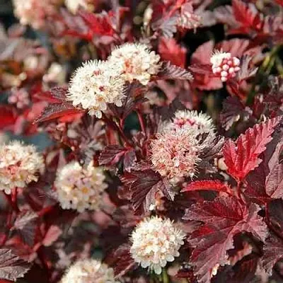 Пузыреплодник ЛЕДИ ИН РЕД  Пузыреплодник ЛЕДИ ИН РЕД в Истре