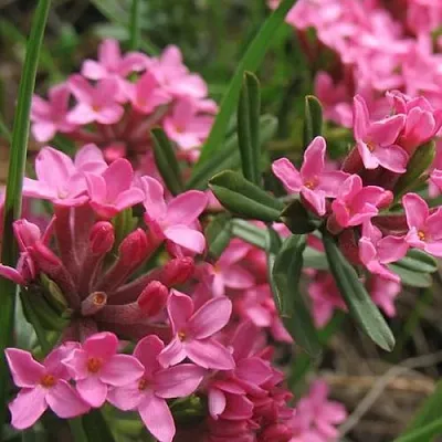 Волчеягодник в Истре