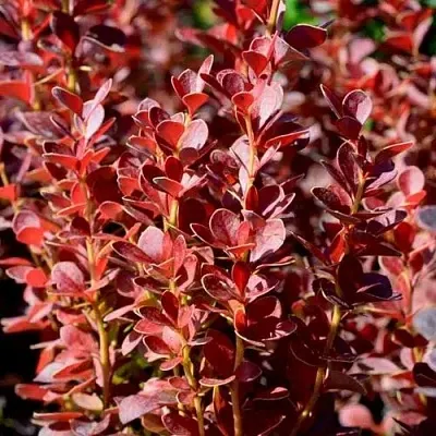 Барбарис ВУЛКАНО тунберга  Барбарис ВУЛКАНО тунберга в Истре