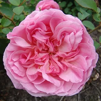 Саженцы роз ХАЙДИ ХОЛЛ английская  Саженцы роз ХАЙДИ ХОЛЛ английская в Истре