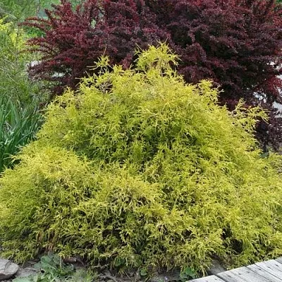 Кипарисовик ГОЛДЕН МОП горохоплодный  Кипарисовик ГОЛДЕН МОП горохоплодный в Истре