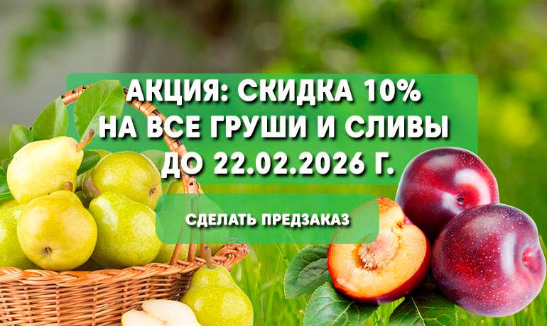 Скидка 10% на все сливы и груши до 22.02.2026