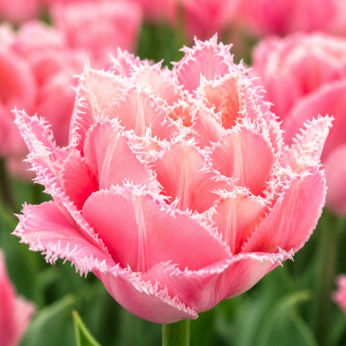 Тюльпан ПИНК МЭДЖИК бахромчатый в Истре