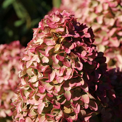 Мэджикал в Истре