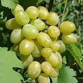 Виноград в Истре