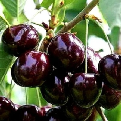 Черешня ДОНЕЦКИЙ УГОЛЁК в Истре