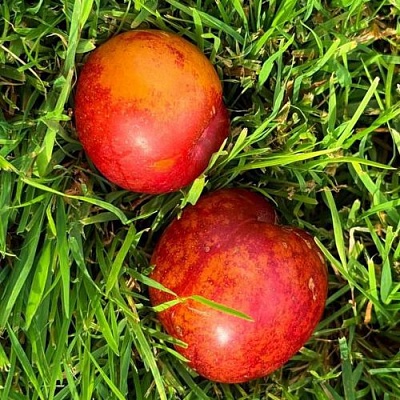 Шарафуга НЕКТАРИННАЯ в Истре