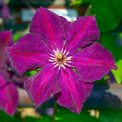 Клематис ГРЮНВАЛЬД в Истре