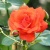 Роза АНЖЕЛИКА чайно-гибридная  в Истре