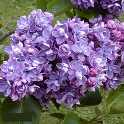 Сирень АМИ ШОТТ в Истре
