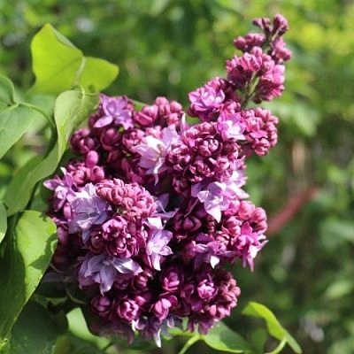 Сирень МАРШАЛ МАЛИНОВСКИЙ в Истре