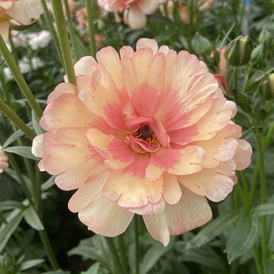 Ранункулюс ЭРИС баттерфляй в Истре
