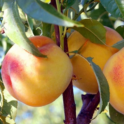 Персики в Истре