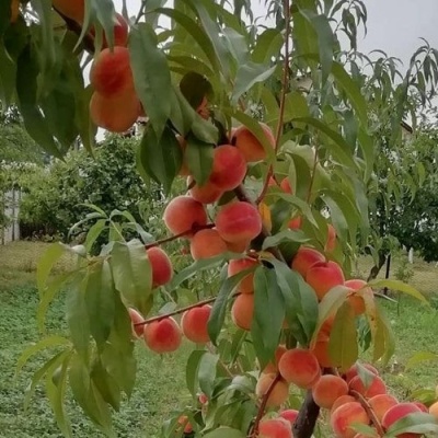 Персик ВУЛКАН в Истре