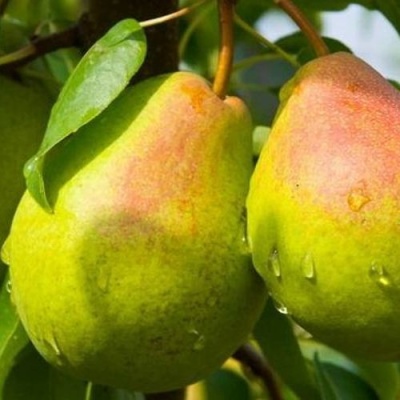 Груша ФЛЕЙТА в Истре