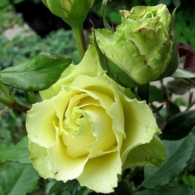 Роза ЛИМБО (ДОЛЛАР) чайно-гибридная  в Истре