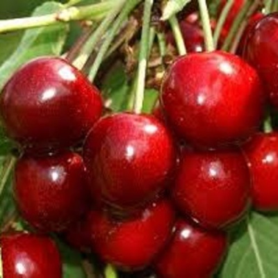 Черешня МИНЧАНКА в Истре